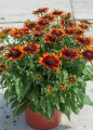Rudbeckia SmileyZ Happy_72934_1.jpg
