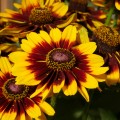 Rudbeckia SmileyZ Tiger_72937_1.jpg