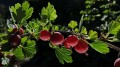 gooseberries-3514746_1280.jpg