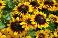 Rudbekia SmileyZ Tiger (1).jpg