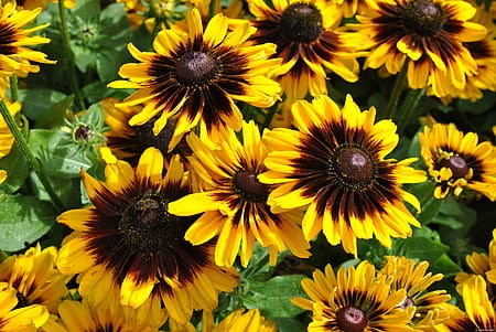 Rudbekia SmileyZ Tiger (1).jpg