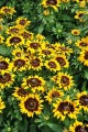 Rudbekia SmileyZ Tiger (2).jpg