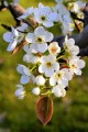 pear-flower-5037837_1280.jpg