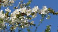 cherry-blossoms-4040648_1280.jpg