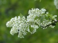 blooming-115262_1280.jpg