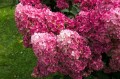 hydrangea-4507572_1280.jpg