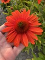 Echinacea Royal Sensation (3).jpeg