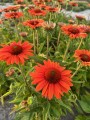 Echinacea Royal Sensation (4).jpeg