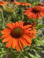 Echinacea Royal Sensation (6).jpeg