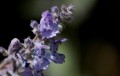 nepeta-faassenii-six-hills-giant-5273916_1280.jpg