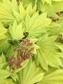 Acer schir Aureum (2) (Kopiowanie).JPG