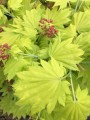 Acer schir Aureum (1) (Kopiowanie).JPG