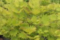 Ac. shir. Aureum (1) (Kopiowanie).JPG
