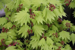 Klon Shirasawy 'Aureum' C3