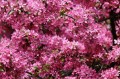 many-flowered-apple-7978953_1280.jpg