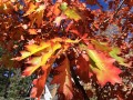 oak-leaf-2031840_1280.jpg