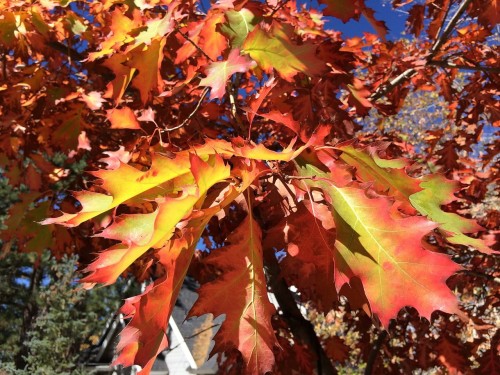 oak-leaf-2031840_1280.jpg