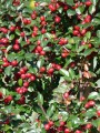 bulky-cotoneaster-61318_1280.jpg
