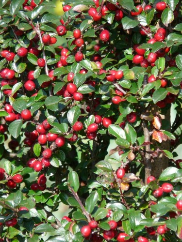 bulky-cotoneaster-61318_1280.jpg