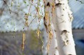 birch-2278381_1280.jpg