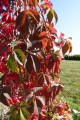 DSC04731.JPG