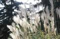 fall-2257050_1280.jpg