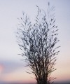grass-5531163_1280.jpg