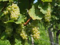 grapes-694229_1280.jpg