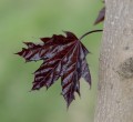 maple-4295282_1280.jpg