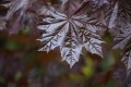 leaves-4179006_1280.jpg