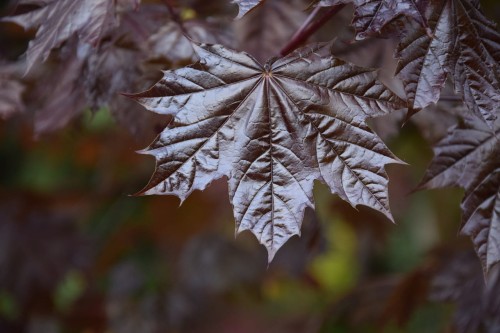 leaves-4179006_1280.jpg