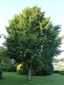 linden-tree-1334969_1280.jpg