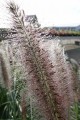DSC05181.JPG