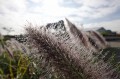 DSC05183.JPG
