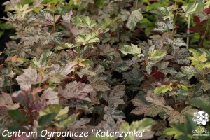 Klon jawor 'Esk Sunset' (Pa100) K4