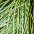 Carex oschimensis Evergold_79889_1.jpg