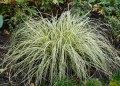 Carex oschimensis Evergold_79889_2.jpg