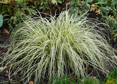 Carex oschimensis Evergold_79889_2.jpg