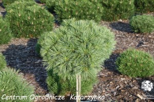 Sosna wejmutka 'Horsford' (Pa) C10