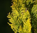 tree-8006832_1280.jpg