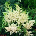 Tawułka Astary White 1.jpg