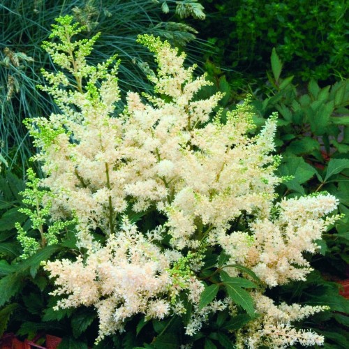 Tawułka Astary White 1.jpg