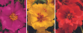 Portulaca Macarena Trio.png