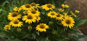 Jeżówka Sombrero® 'Compact Yellow' K2