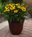 Echinacea-purpurea Sombrero Compact Yellow.jpg