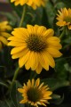 Echinacea-purpurea Sombrero Compact Yellow 3.jpg