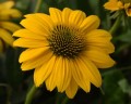 Echinacea-purpurea Sombrero Compact Yellow 4.jpg