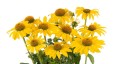 Echinacea-purpurea Sombrero Lemon Yellow 2.jpg
