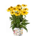 Echinacea-purpurea Sombrero Lemon Yellow.jpg