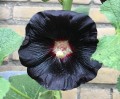 Alcea-rosea Nigra.jpg